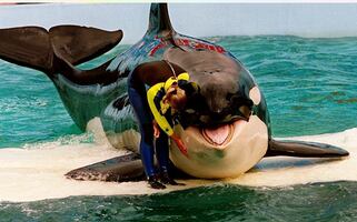 Muere "Lolita", la orca cautiva en Miami desde 1970