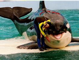 Muere "Lolita", la orca cautiva en Miami desde 1970