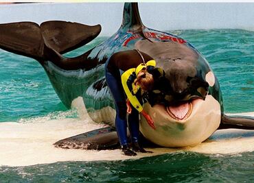 Muere "Lolita", la orca cautiva en Miami desde 1970