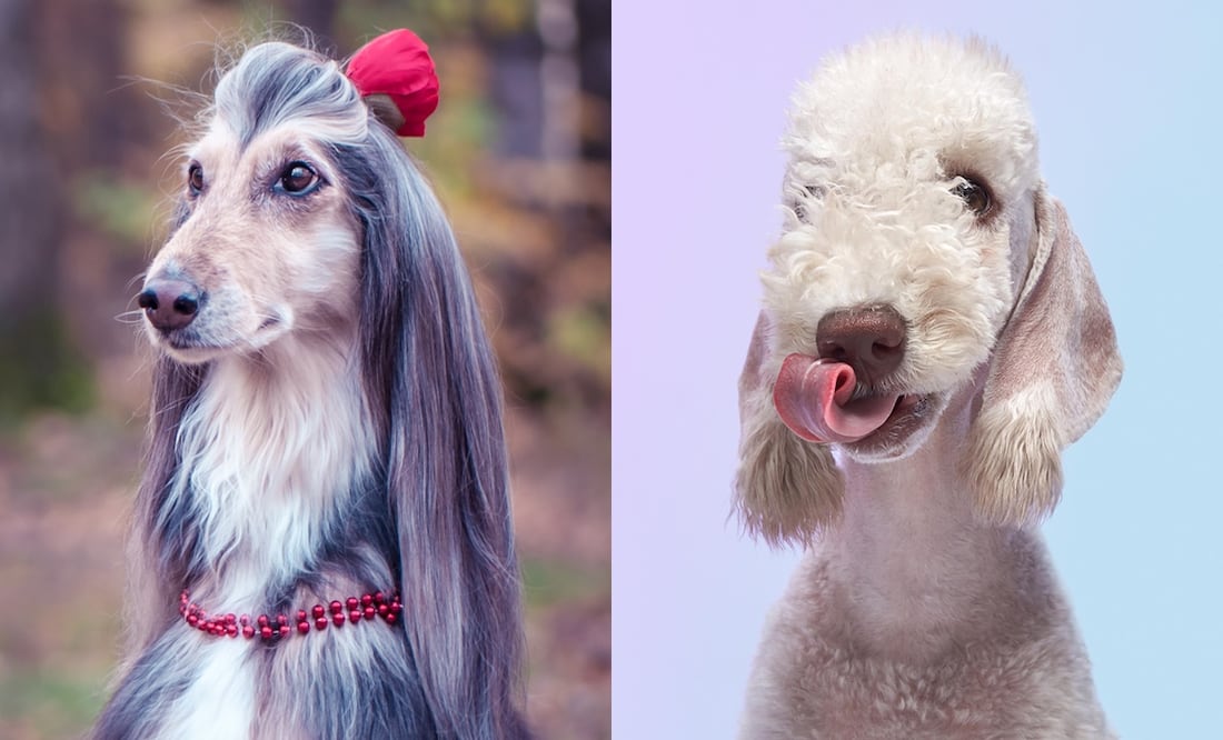 8 mejores razas de perros para personas alérgicas; abrázalos sin miedo a los efectos. Foto: iSTOCK-Mariana Mikhailova-Anna-av