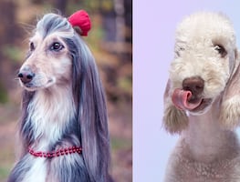 8 mejores razas de perros para personas alérgicas; abrázalos sin miedo a los efectos