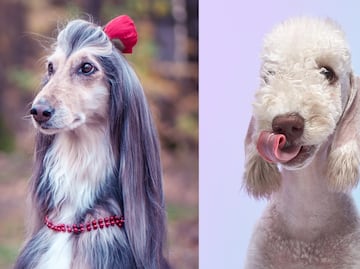 8 mejores razas de perros para personas alérgicas; abrázalos sin miedo a los efectos