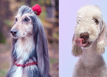 8 mejores razas de perros para personas alérgicas; abrázalos sin miedo a los efectos