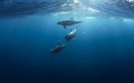 Disparan a dos delfines en Florida; ofrecen recompensa por responsables