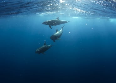 Disparan a dos delfines en Florida; ofrecen recompensa por responsables