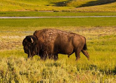 Hospitalizan a turista tras ser atacada por bisonte en Yellowstone