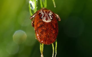 Emiten alerta por invasión de ácaros 'Pyemotes' en Washington DC