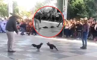 Pelea de gallos en escuela primaria causa indignación en redes sociales