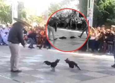 Pelea de gallos en escuela primaria causa indignación en redes sociales