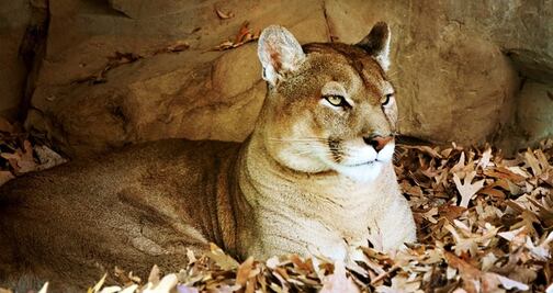 Procesarán a hombre de California por disparar a león de montaña protegido