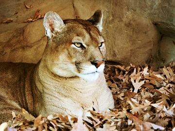 Procesarán a hombre de California por disparar a león de montaña protegido