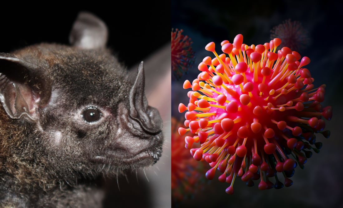 ¿Nueva pandemia? Estudio revela nuevos virus en murciélagos de China; encienden alertas por riesgo de contagio FOTOS: CANVA