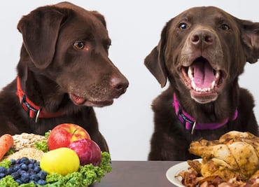 6 restaurantes con menús especiales para las mascotas en EU