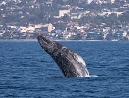 ¿Qué hacer en Dana Point? El lugar de California donde puedes ver ballenas todo el año