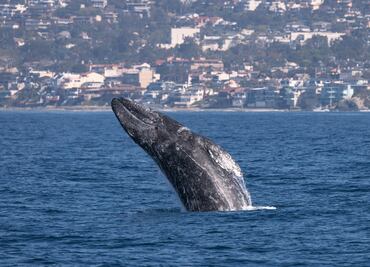 ¿Qué hacer en Dana Point? El lugar de California donde puedes ver ballenas todo el año