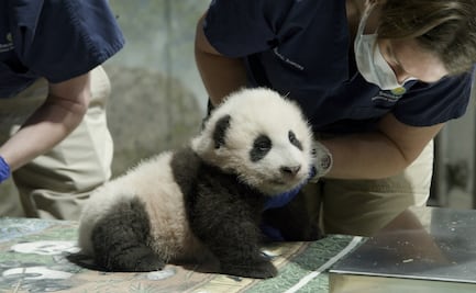 Bebé panda de Zoo de Washington ya tiene nombre: "Pequeño milagro"