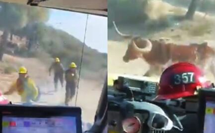 Video. Toro persigue a bomberos que combaten incendio en California