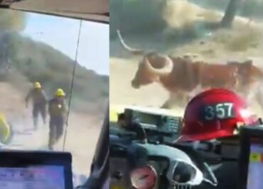 Video. Toro persigue a bomberos que combaten incendio en California