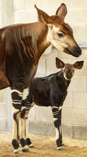 Día Mundial del Okapi: Mori, una cuidadora de animales que cumplió su sueño en Disney 