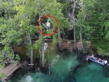 Al estilo "Tarzán”, hombre sufre impactante caída desde un árbol de casi 20 mts de altura. VIDEO