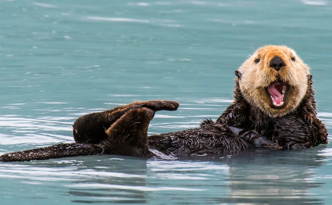 Nutria criminal roba tablas de surf en California. Foto: iStock-David McGowen
