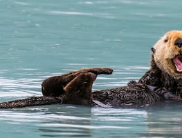 Crimen en el mar. Alertan por nutria ‘agresiva’ que roba tablas de surf en California