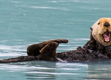Crimen en el mar. Alertan por nutria ‘agresiva’ que roba tablas de surf en California