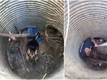 Video. Policías rescatan a perro que cayó en hoyo a 3 metros de profundidad