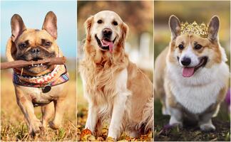 Las 10 razas de perros más conocidas y populares en el mundo