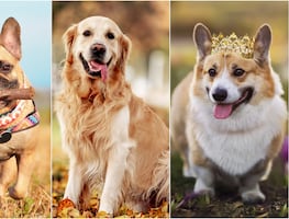 Las 10 razas de perros más conocidas y populares en el mundo