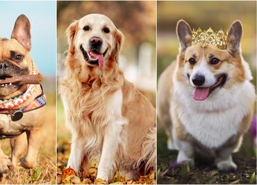 Las 10 razas de perros más conocidas y populares en el mundo