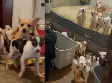 Rescatan a casi 100 cachorros desnutridos encerrados en Pensilvania