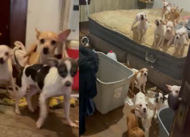 Rescatan a casi 100 cachorros desnutridos encerrados en Pensilvania