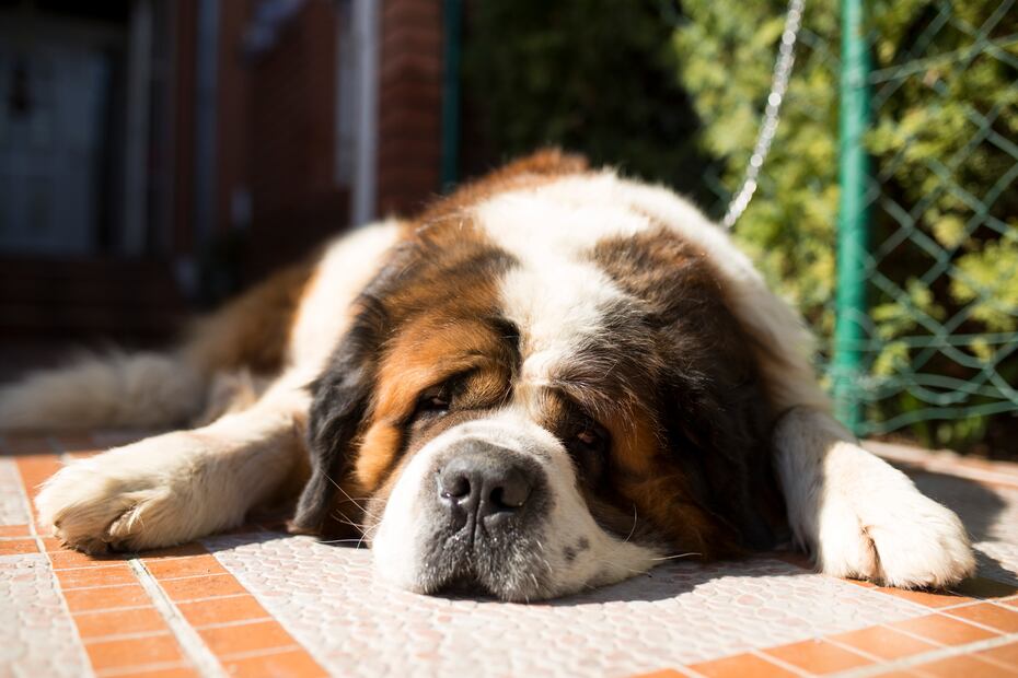 ¿Cuáles son más flojos? Según la ciencia, estas 8 razas de perros son las más dormilonas. Foto: iSTOCK-Constantinis