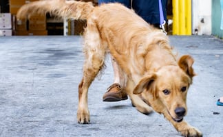 Video. Rescatan 20 perros de mercado de carne chino