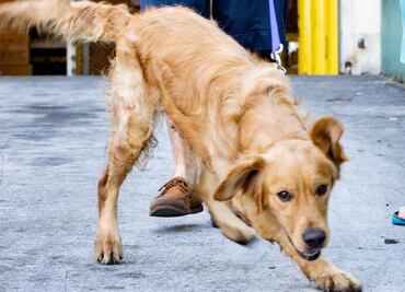 Video. Rescatan 20 perros de mercado de carne chino