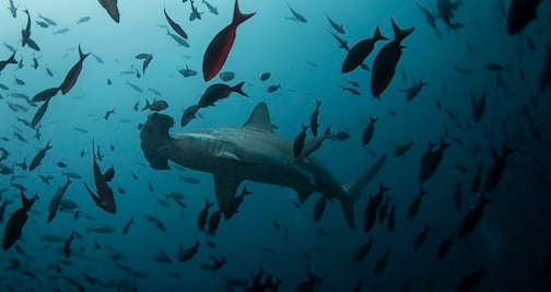 Video. Tiburón martillo arrebata la pesca de un hombre de Florida
