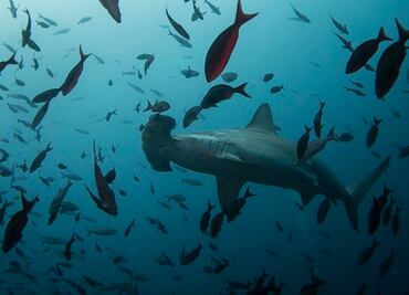 Video. Tiburón martillo arrebata la pesca de un hombre de Florida