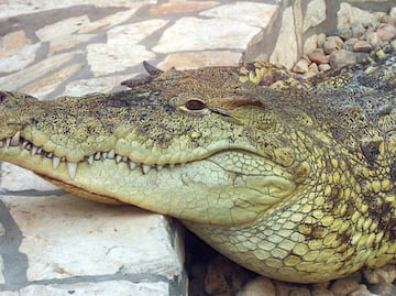 Captan a caimán merodeando restaurante de Wendy's en Florida