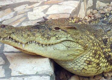 Caimán mata a una mujer de 85 años que paseaba a su perro en Florida