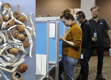 Rechazan legalización de hongos psicodélicos en Denver