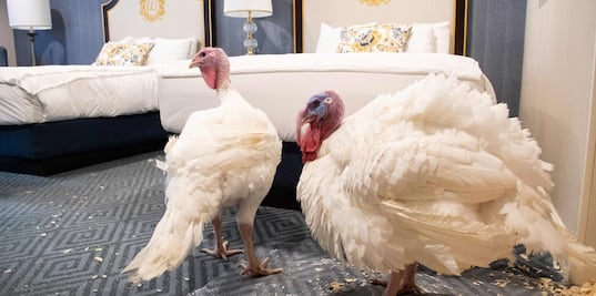 Ellos son Bread y Butter, los pavos que esperan el indulto de Trump