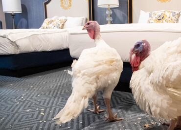 Ellos son Bread y Butter, los pavos que esperan el indulto de Trump