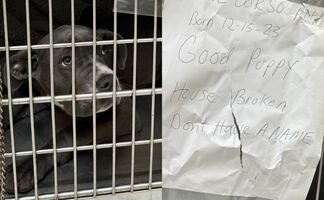 “Estaba aterrorizada”. Rescatan a perrita que abandonaron atada a un poste con una carta