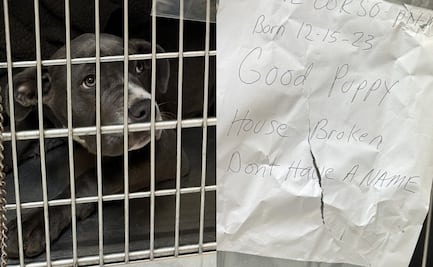 “Estaba aterrorizada”. Rescatan a perrita que abandonaron atada a un poste con una carta