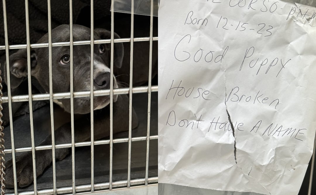 “Estaba aterrorizada”. Rescatan a perrita que abandonaron atada a un poste con una carta. Foto: Facebook