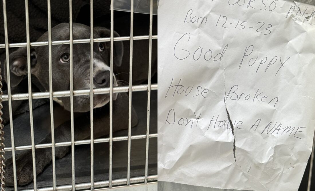 “Estaba aterrorizada”. Rescatan a perrita que abandonaron atada a un poste con una carta. Foto: Facebook