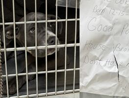 “Estaba aterrorizada”. Rescatan a perrita que abandonaron atada a un poste con una carta