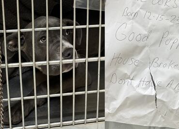 “Estaba aterrorizada”. Rescatan a perrita que abandonaron atada a un poste con una carta