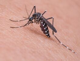 Alerta en Michigan por ‘peligroso virus’ transmitido por mosquitos